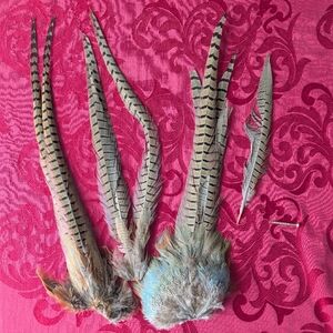 Ring Tailed Pheasant Feathers